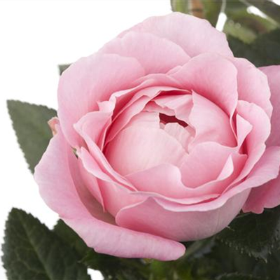 Minirose 'Infinity' Minirose 'Infinity'