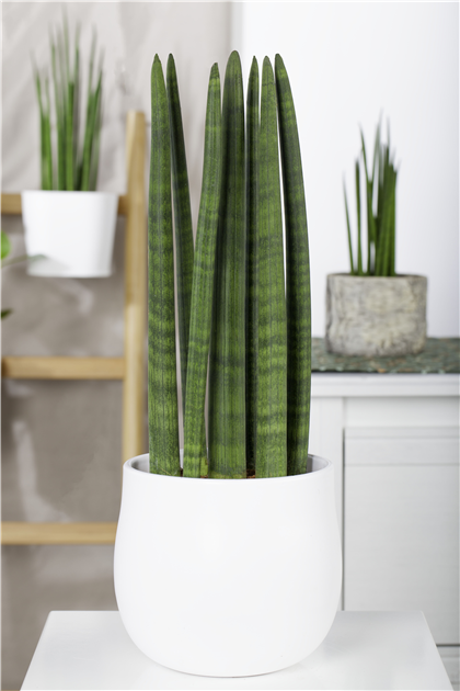 Sansevieria cylindrica 'Straight', Bogenhanf 'Straight'