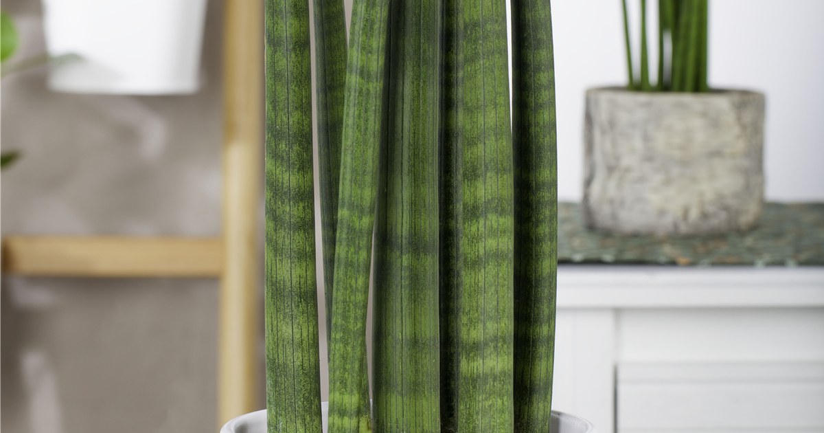 Sansevieria cylindrica 'Straight', Bogenhanf 'Straight'