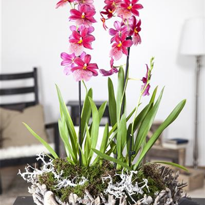 Cambria-Orchidee Cambria-Orchidee