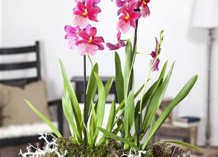 Dicke Luft? Kein Problem mit den richtigen Pflanzen! Dicke Luft? Kein Problem mit den richtigen Pflanzen!