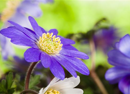 Anemonen im Topf bringen Farbenfreude auf den Balkon