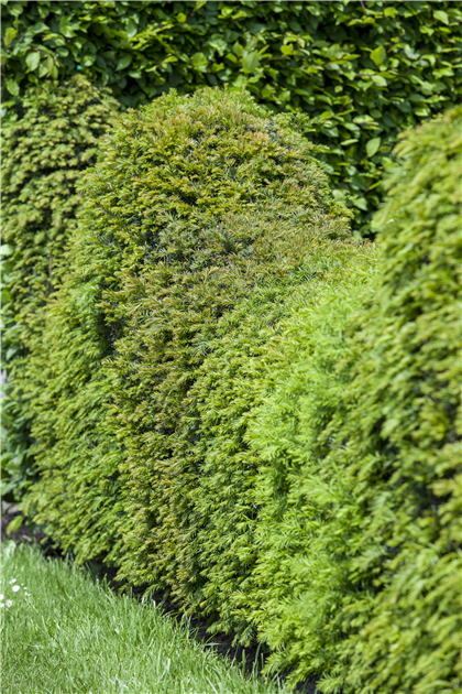 Taxus baccata, Heimische Eibe