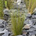 Stipa tenuissima