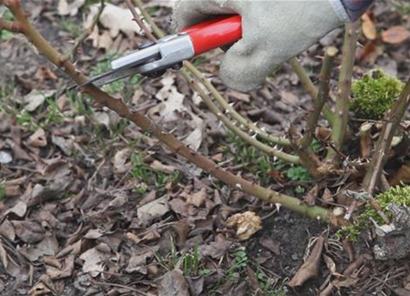 Beetrosen - Zurückschneiden im Frühling Beetrosen - Zurückschneiden im Frühling