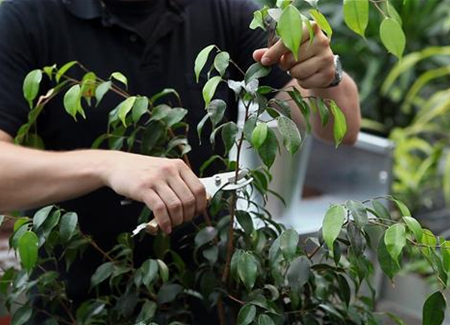 Birkenfeige - Zurückschneiden Birkenfeige - Zurückschneiden