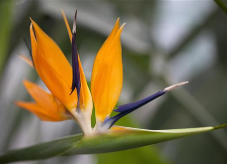 Strelitzien – Holen Sie sich die Tropen in Ihren Garten