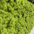 Taxus x media 'Hicksii'