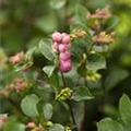 Symphoricarpos x doorenbosii