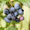 Vaccinium corymbosum 'Aurora'®
