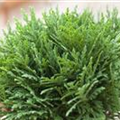 Thuja occidentalis 'Danica'
