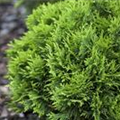 Thuja occidentalis 'Little Gem'