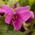 Viola odorata 'Red Charm'