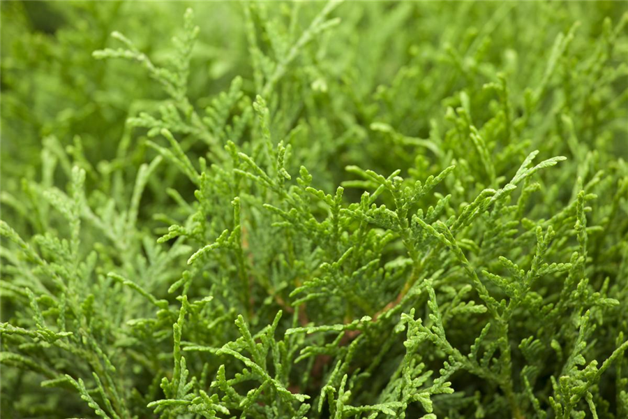 Lebensbaum 'Tiny Tim'