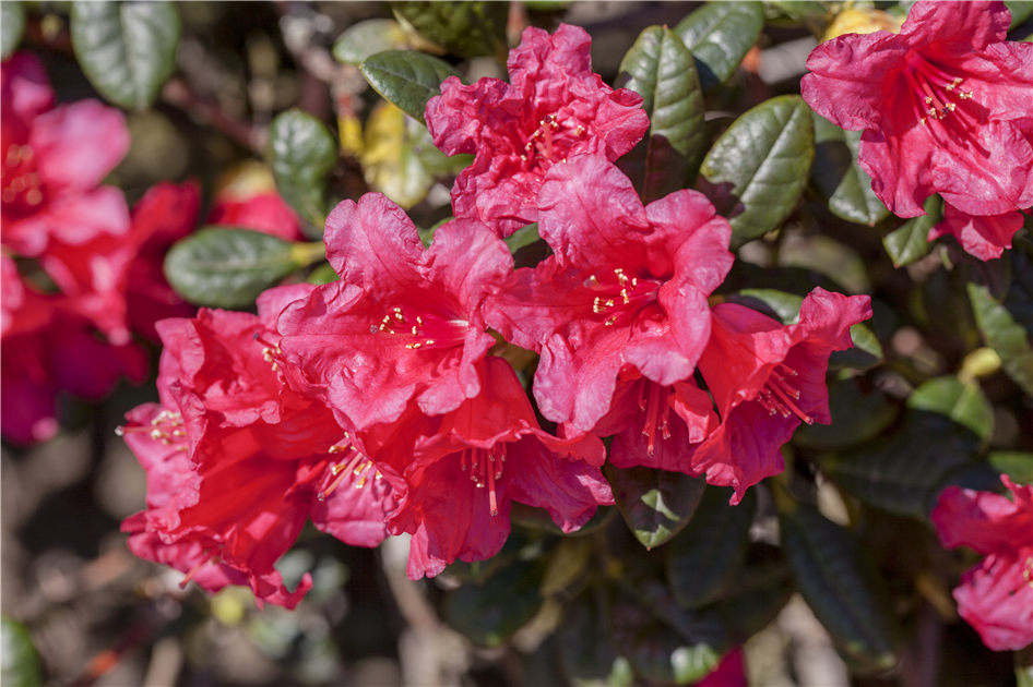 Rhododendron-forrestii-var-1200x630-proportionalbiggest.webp