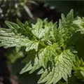 Valeriana officinalis