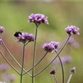 Verbena bonariensis 'Purple Tower'