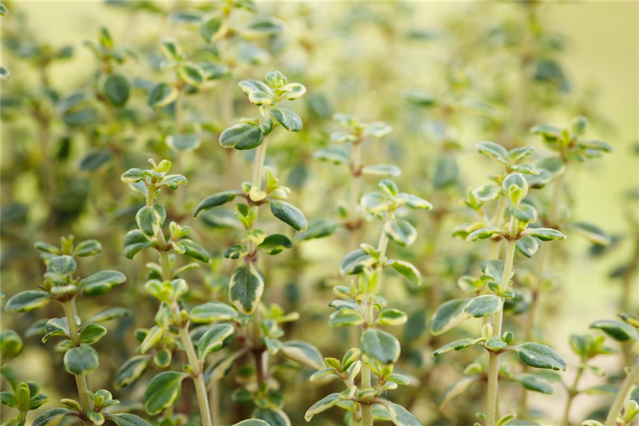 Zitronen-Thymian 'Doone Valley' Zitronen-Thymian 'Doone Valley'