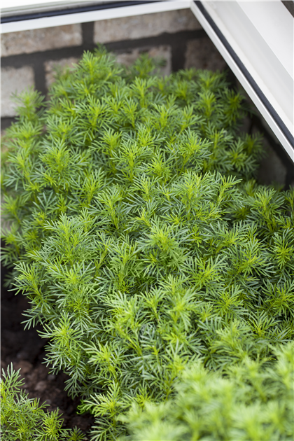 white ghost kaktus Euphorbia lactea 'Ghost' main image 1