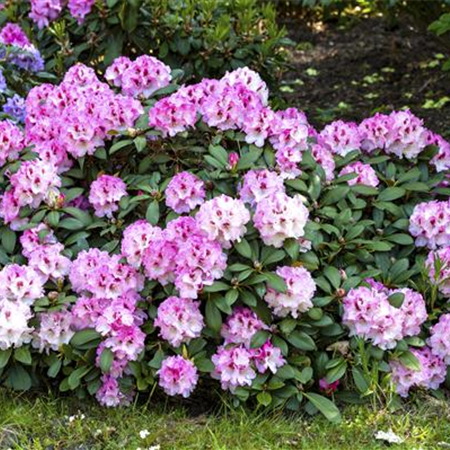 Rhododendron und Azaleen Rhododendron und Azaleen