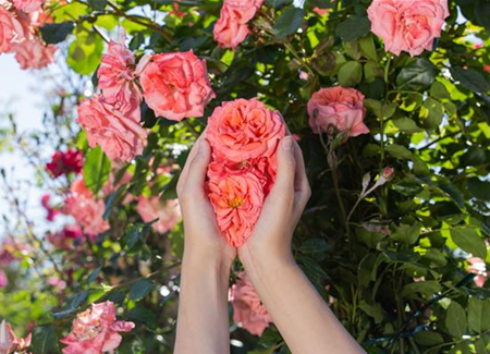 Die Rose – die Königin der Pflanzen für Balkon und Terrasse Die Rose – die Königin der Pflanzen für Balkon und Terrasse