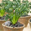 Albuca spiralis 'Frizzle Sizzle'