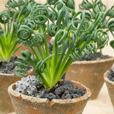 Albuca Albuca