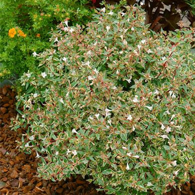 Abelie 'Confetti' Abelie 'Confetti'