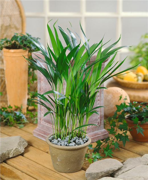 Areca catechu, Betelnusspalme
