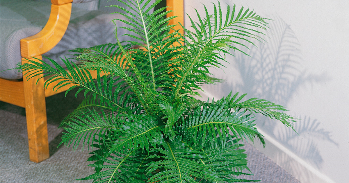 string of pearls variegata Variegated String of Pearls – Senecio rowleyanus 'Variegata' main image 0