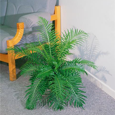 Rippenfarn 'Silver Lady'