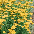 Achillea filipendulina 'Altgold'