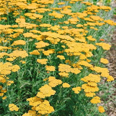 Hohe Garten-Gold-Garbe 'Altgold'