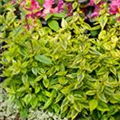 Abelia grandiflora 'Kaleidoscope'(s)