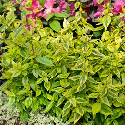 Großblumige Abelie Großblumige Abelie