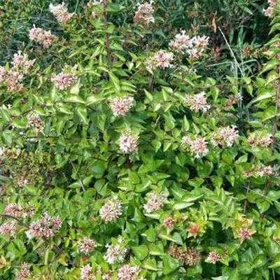 Abelie 'Lynn Pinky Bells'® Abelie 'Lynn Pinky Bells'®