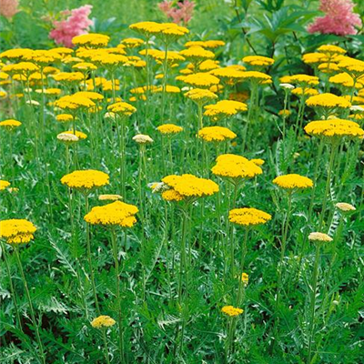Hohe Gold-Garbe 'Summer Gold'®