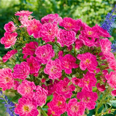 Bodendeckerrose 'Magic Carpet' Bodendeckerrose 'Magic Carpet'