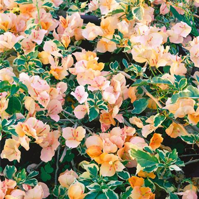 Drillingsblume 'California Gold'