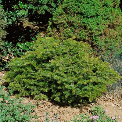 Weißtanne 'Barabits Spreader'