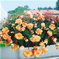 Begonia 'Champagne'