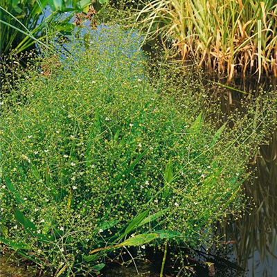 Lanzenblättriger Froschlöffel