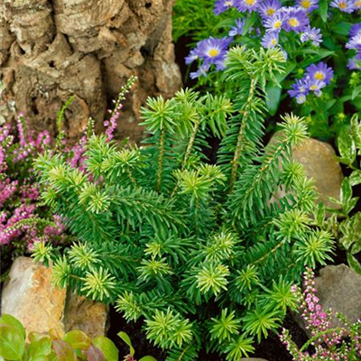 Niedere Balsamtanne 'Nana'