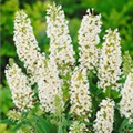 Buddleja davidii 'White Chip'(s)