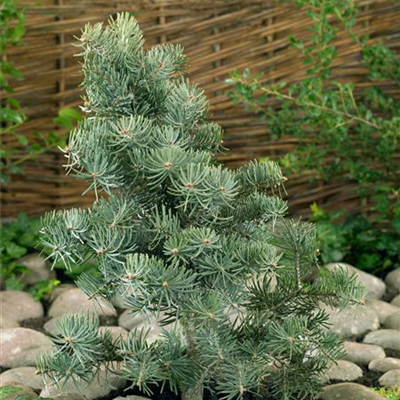 Zwerg-Colorado-Tanne 'Blue Saphir'