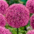 Allium aflatunense 'Gladiator'