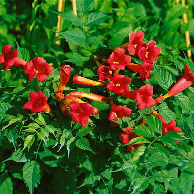 Trompetenblume 'Fire Trumpet Vine'®