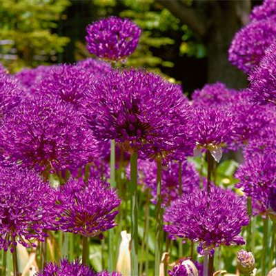 Garten-Kugel-Lauch 'Purple Sensation' Garten-Kugel-Lauch 'Purple Sensation'