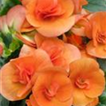 Begonia elatior 'Batik'