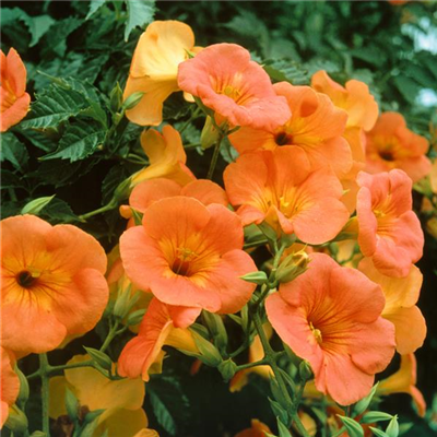 Trompetenblume 'Summer Jazz Gold'®